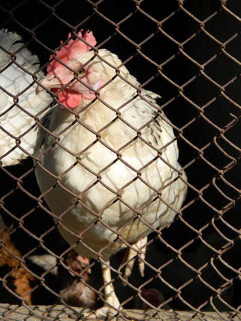 之間的較量 之間的較量